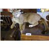 Image 1 : TAXIDERMY COUGAR