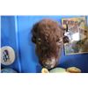 Image 2 : TAXIDERMY BUFFALO HEAD MOUNT