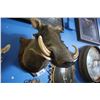 Image 2 : TAXIDERMY BOAR HEAD MOUNT