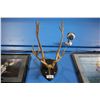 Image 1 : MOUNTED ELK ANTLERS