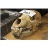 Image 1 : GRIZZLY BEAR SKULL