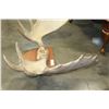 Image 2 : MOOSE ANTLERS