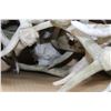 Image 2 : BOX OF ANTLERS