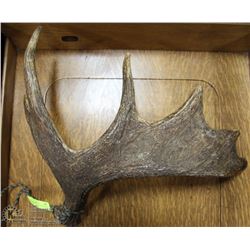 RICH BROWN COLOR MOOSE SHED ANTLER