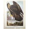 Image 2 : c1946 Audubon Print, #181 Golden Eagle