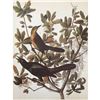 Image 1 : c1946 Audubon Print, #187 Boat-Tailed Grackle