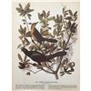 Image 2 : c1946 Audubon Print, #187 Boat-Tailed Grackle