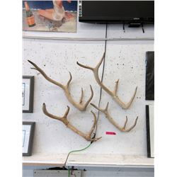 4 Deer Antlers