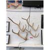 Image 1 : 4 Deer Antlers