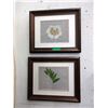 Image 1 : 2 Wood Framed Botanical Prints