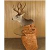 Image 2 : Unique Deer Mount with Table