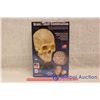 Image 2 : NIB Lindberg "Brain/Skull Combination" Education Model