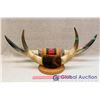 Image 1 : Mounted Horns (2)
