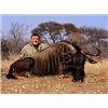 Image 1 : Blue Wildebeest