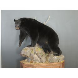 Lifesize Mt. Lion or Leopard Mount