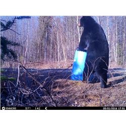 New Brunswick Black Bear