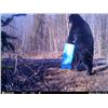 Image 1 : New Brunswick Black Bear