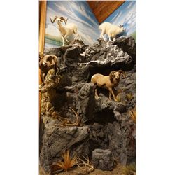 Trophy Room Design & Build