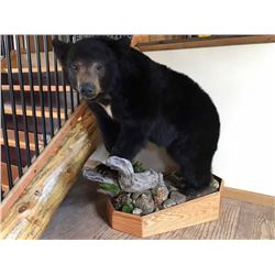 Life Size Mount Credit