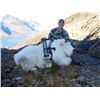 Image 2 : Alaskan Mountain Goat Hunt