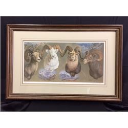 4 North American Species of Wild Sheep Display