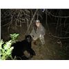 Image 1 : Maine Black Bear