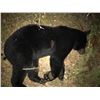 Image 3 : Maine Black Bear