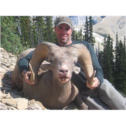 Alberta Bighorn Sheep