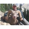 Image 1 : Alberta Bighorn Sheep