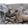 Image 5 : Alberta Bighorn Sheep
