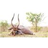 Image 2 : Nyala Hunt for 2 Hunters