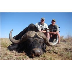 Cape Buffalo & Sable