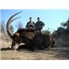 Image 3 : Cape Buffalo & Sable