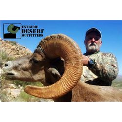 Desert Bighorn