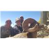 Image 2 : Desert Bighorn