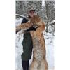 Image 3 : Cougar Hunt