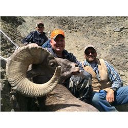 2019 WY Governor's Bighorn Sheep License