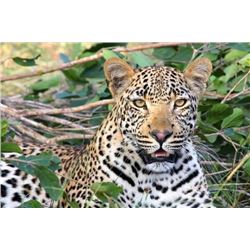 14-Day Leopard Hunt for 1 person