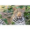 Image 1 : 14-Day Leopard Hunt for 1 person