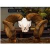 Image 1 : Wild Sheep Foundation Replica World Record Bighorn Sheep Skull
