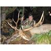 Image 2 : Montana  Elk & Deer Combination Hunt