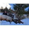 Image 1 : Wyoming Cow Elk Hunt