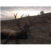 Image 3 : Wyoming Cow Elk Hunt