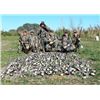 Image 1 : 5 Day/4 Night High-Volume Dove Shoot for 4-6 Hunters with L& S Hunting in Santiago del Estero, Argen