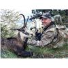 Image 2 : 3 Day Hunt for 1 Hunter and 1 Observer for Balkan Chamois with Safari Season in Bulgaria