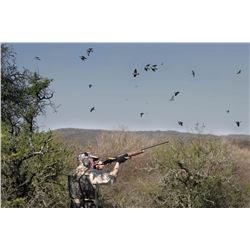 Argentina dove hunt with OC Outfitters