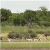 Image 2 : Argentina Free Range Stag Hunt 2 Hunter Days and Trophy Fees Included