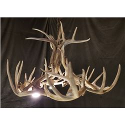 Whitetail deer antler chandelier 34" x 20" high