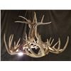 Image 1 : Whitetail deer antler chandelier 34" x 20" high