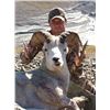 Image 1 : Alaska Dall Sheep hunt with Mike Colpo/Alaska Master Guide #194